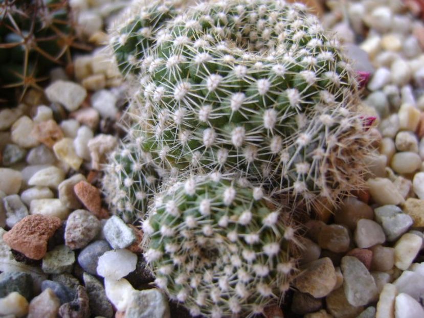 Rebutia krainziana - Cactusi 2017