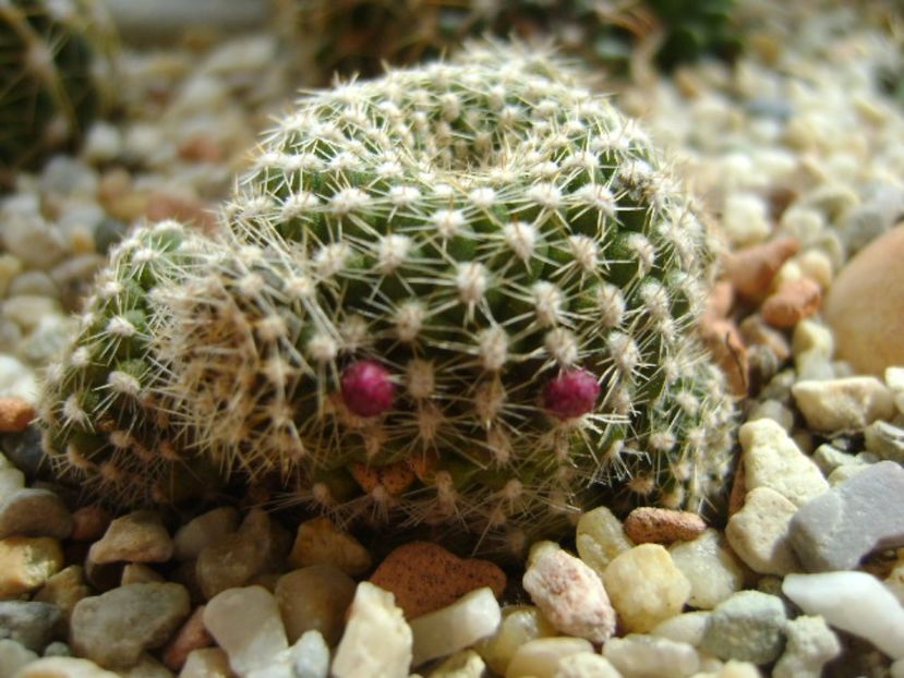 Rebutia krainziana - Cactusi 2017