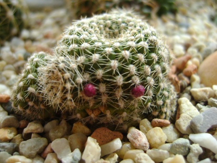 Rebutia krainziana - Cactusi 2017