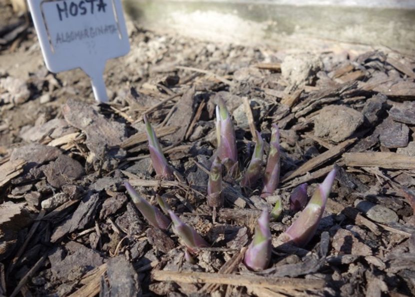  - hosta Fortunei Albomarginata