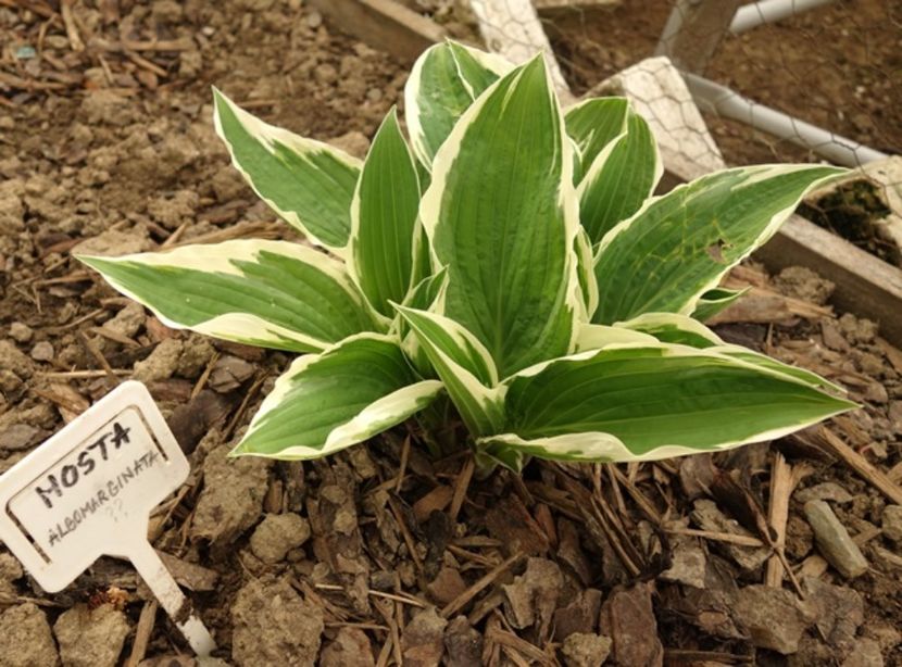  - hosta Fortunei Albomarginata