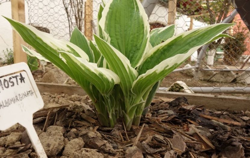  - hosta Fortunei Albomarginata