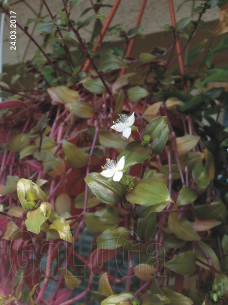 Tradescantia Baby Bunny Bellies - Baby Bunny Bellies