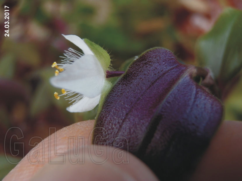 Tradescantia Baby Bunny Bellies - Baby Bunny Bellies