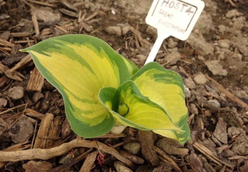  - hosta Great Expectations