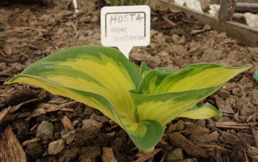  - hosta Great Expectations