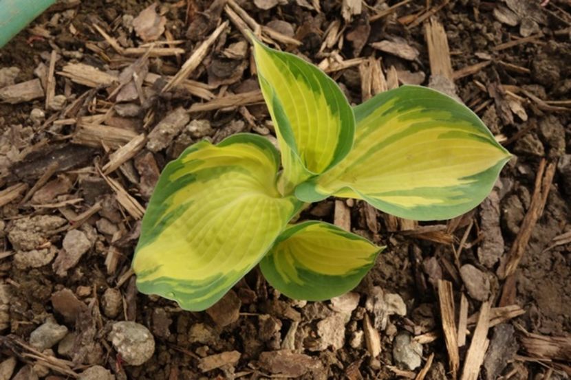  - hosta Great Expectations