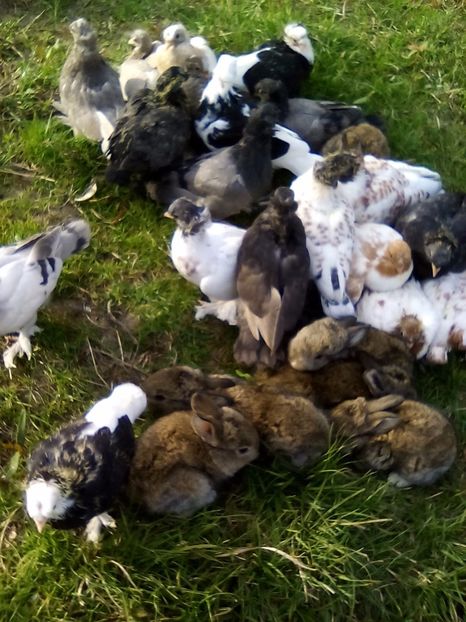 HRISTOS A-NVIAT ! - Un pui intre pui