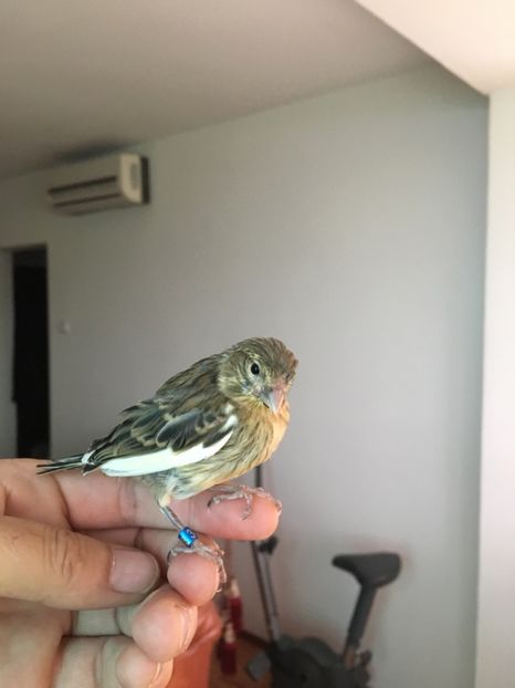  - Pui canari timbrado