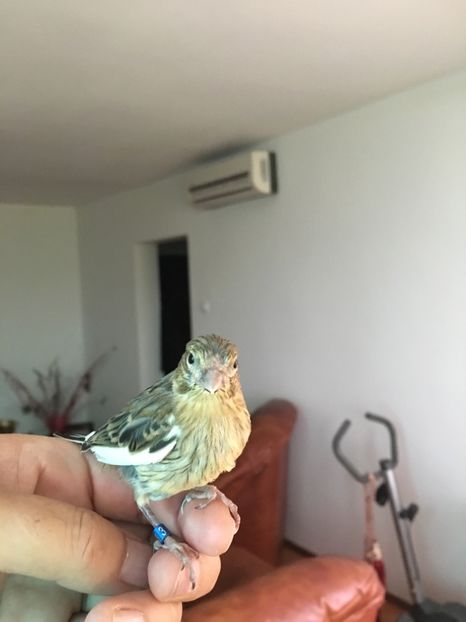  - Pui canari timbrado