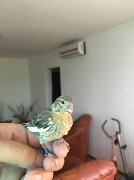  - Pui canari timbrado