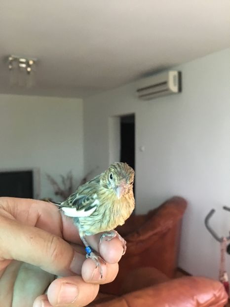  - Pui canari timbrado