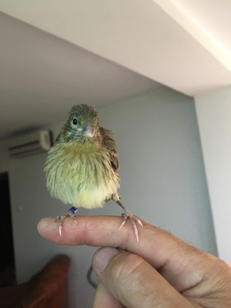  - Pui canari timbrado