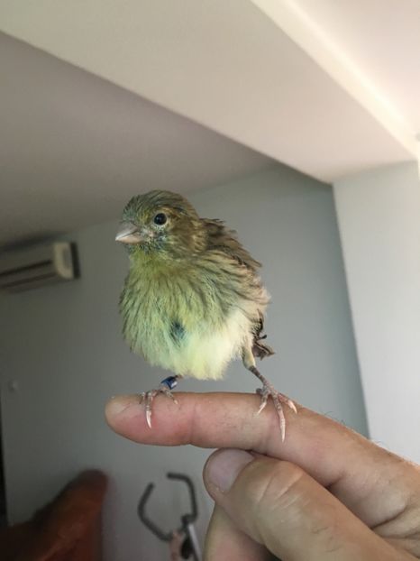  - Pui canari timbrado