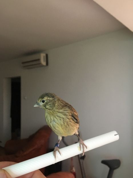  - Pui canari timbrado