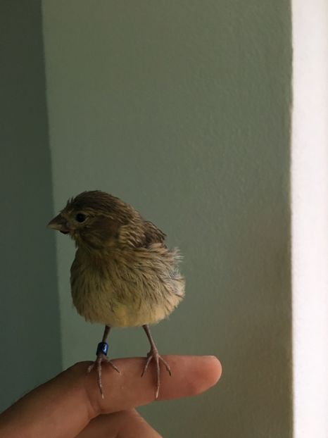  - Pui canari timbrado