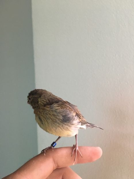  - Pui canari timbrado