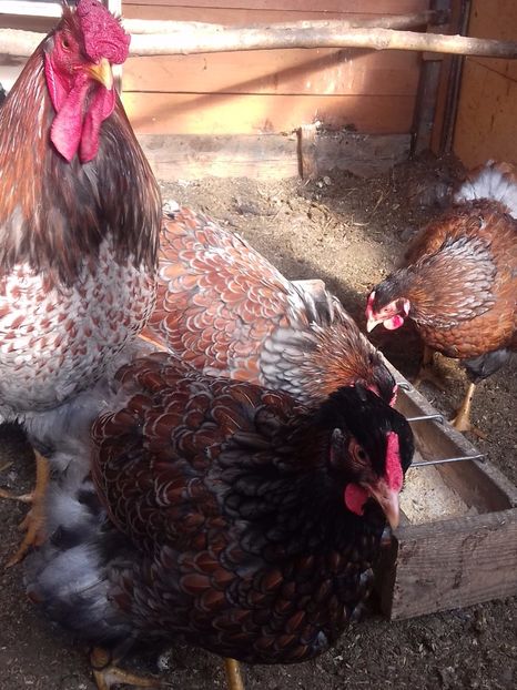 VÂNDUTE !!! - WYANDOTTE ROSU-ALBASTRU 2016-2017