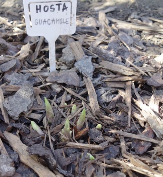  - hosta Guacamole