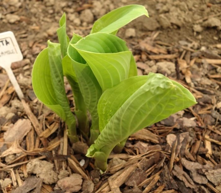  - hosta Guacamole