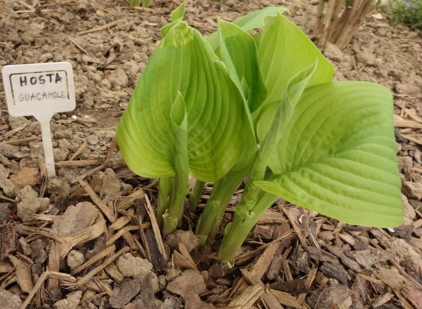  - hosta Guacamole