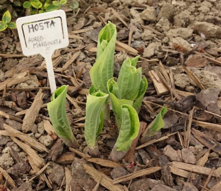  - hosta Fortunei Aureomarginata