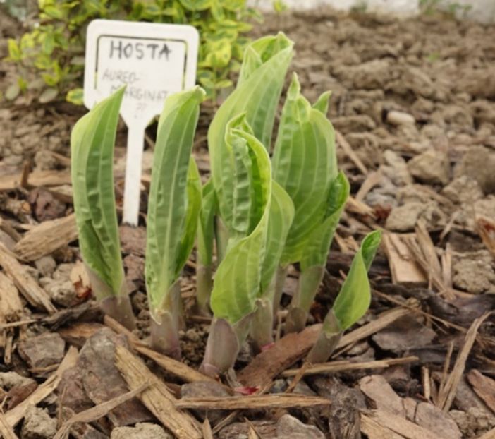  - hosta Fortunei Aureomarginata