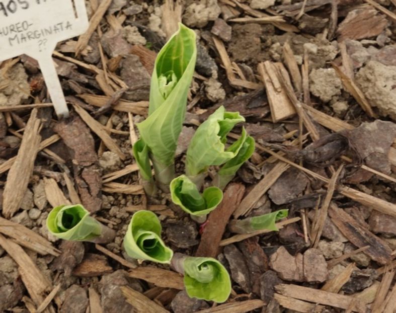  - hosta Fortunei Aureomarginata