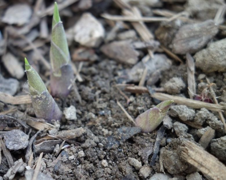  - hosta Halcyon