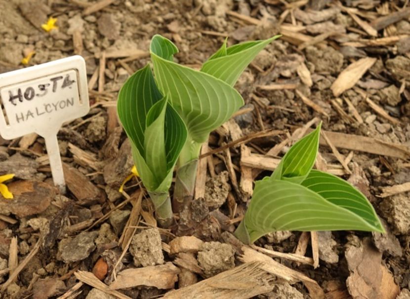  - hosta Halcyon