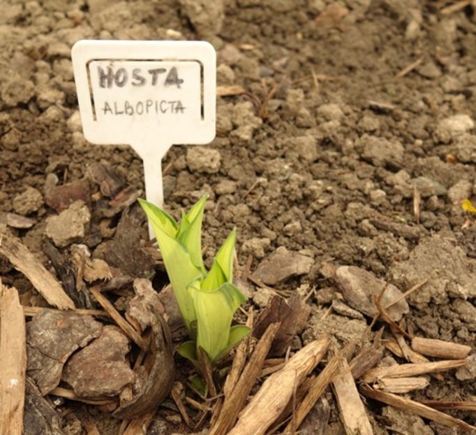  - hosta Fortunei Albopicta