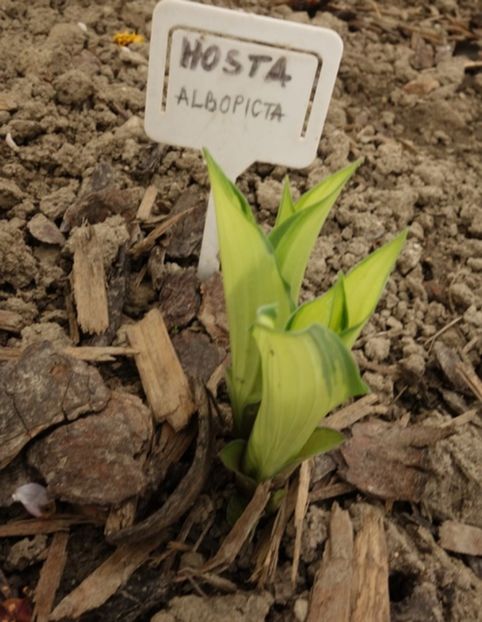  - hosta Fortunei Albopicta