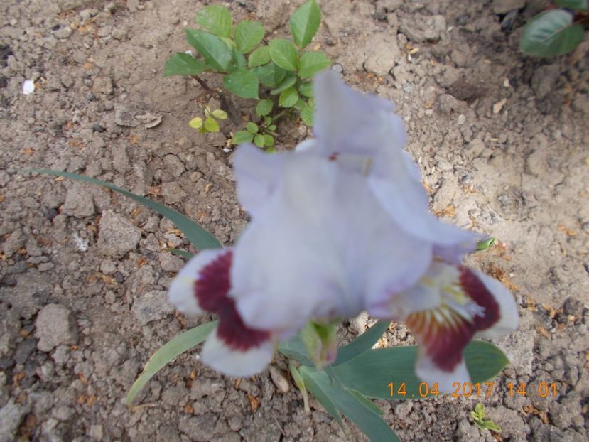 red heart - IRISI PITICI  2017