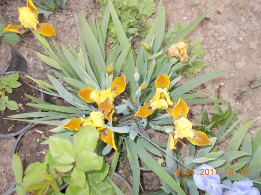 GIPSY  BOY - IRISI PITICI  2017