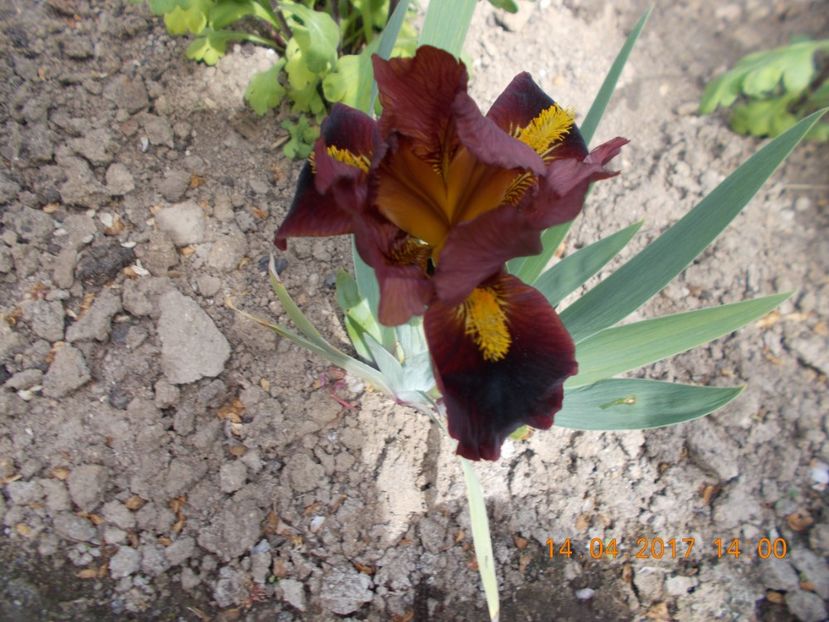 little buccaneer - IRISI PITICI  2017