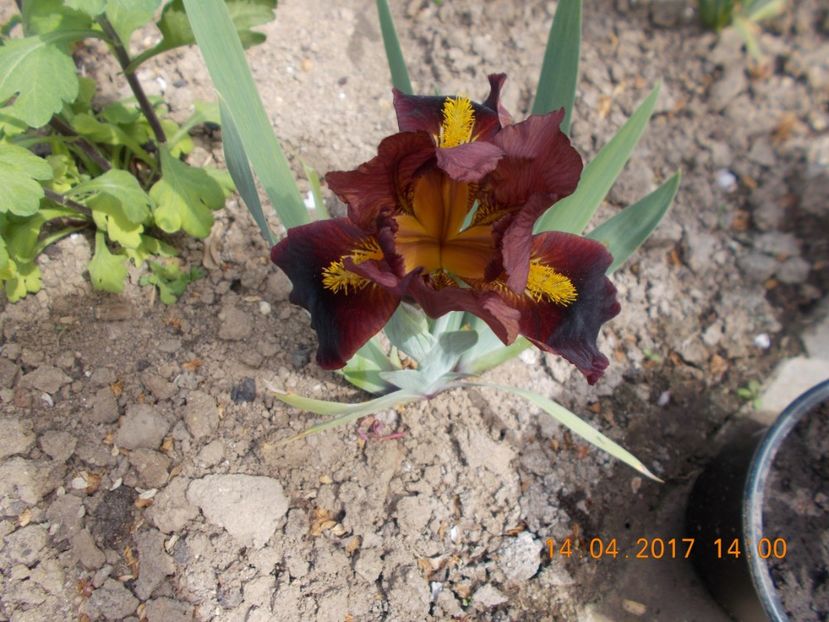 little buccaneer - IRISI PITICI  2017
