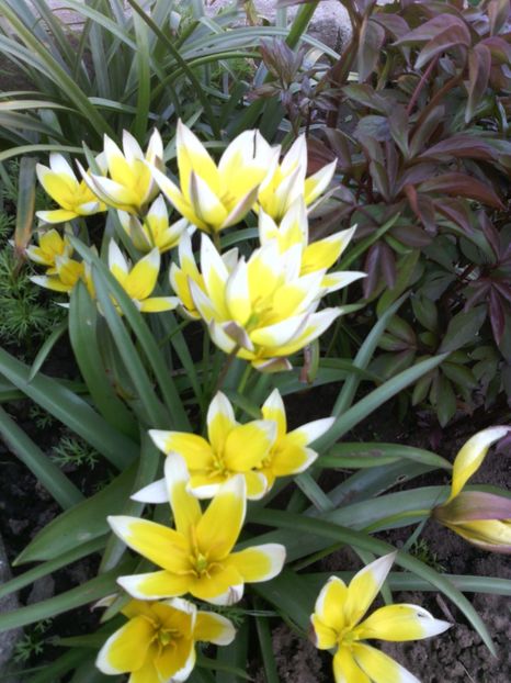  - 01-Flori din curtea mea 2017