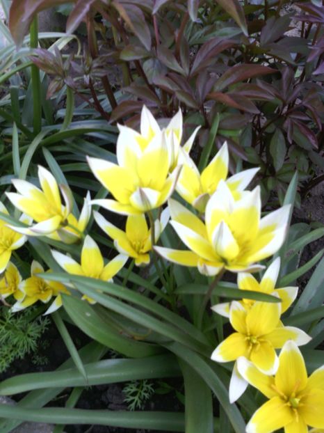  - 01-Flori din curtea mea 2017