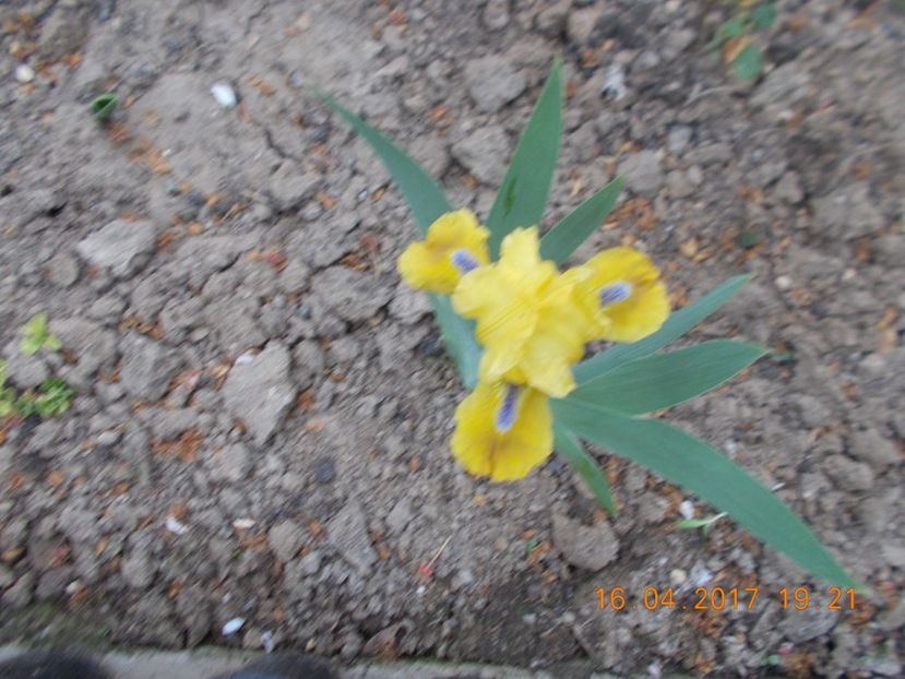 galleon gold - IRISI PITICI  2017