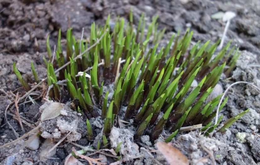  - hosta Lancifolia