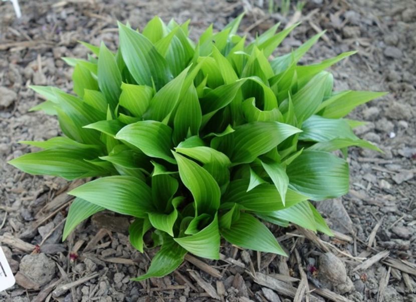  - hosta Lancifolia