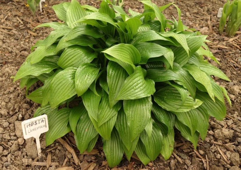  - hosta Lancifolia