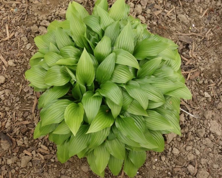  - hosta Lancifolia