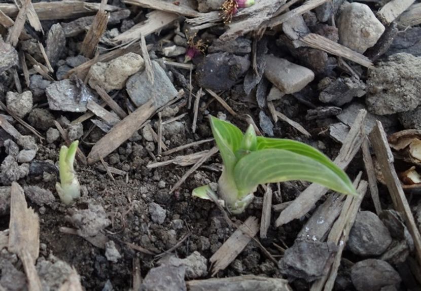  - hosta Mediovariegata