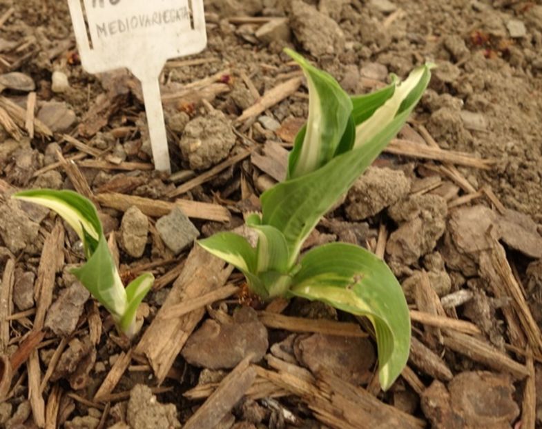  - hosta Mediovariegata