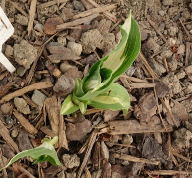  - hosta Mediovariegata