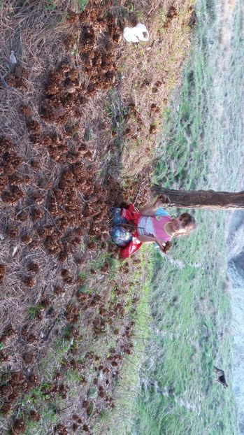 Surioara scumpa - Drumetie in padure 11 aprilie 2017