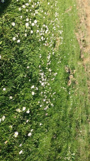 Banutei - Drumetie in padure 11 aprilie 2017