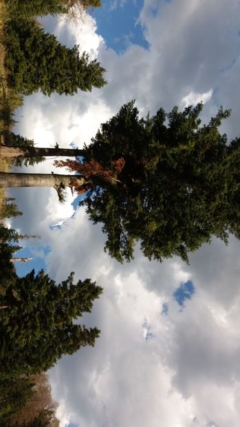 Nori fumurii - Drumetie in padure 11 aprilie 2017