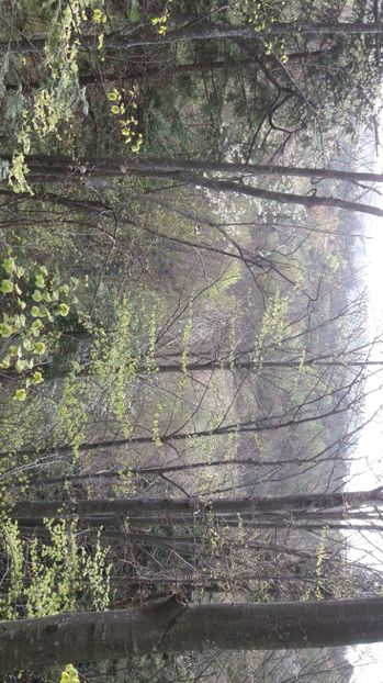 Primavara cruda - Drumetie in padure 11 aprilie 2017